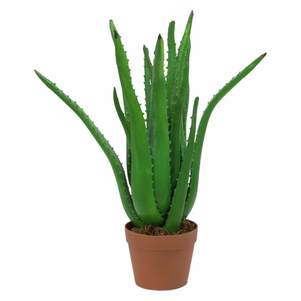 Europalms Aloe-Vera (63 cm) (82809112)