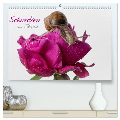 Schnecken im Studio 2026
