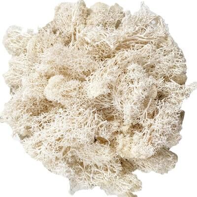 Inspire Select Artificial Reindeer Moss Decor Faux Green Moss For Crafts, Potted Plants & Wall Art white 0.7 Oz