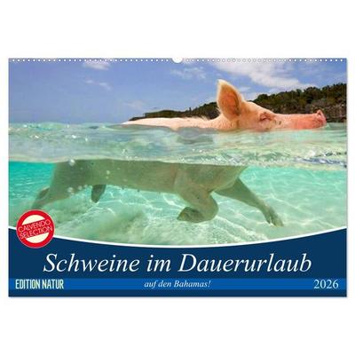 Schweine im Dauerurlaub auf den Bahamas! (Wandkalender 2026 DIN A2 quer), CALVENDO Monatskalender