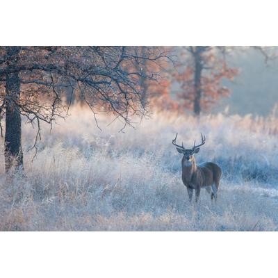 Fototapete PAPERMOON "Hirsch in Landschaft", bunt, B:2m L:1,49m, Vlies, Tapeten