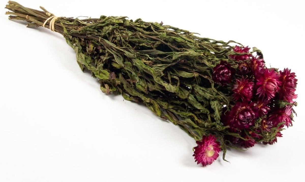 Gedroogd boeket Immortelle in paars voor huisdecoratie - 60 cm