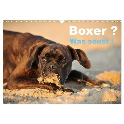 Boxer ? Was sonst ! (Wandkalender 2027 DIN A3 quer), CALVENDO Monatskalender