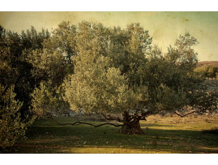 Papermoon BÄUME-NATUR LANDSCHAFT WALD BAUM PFLANZEN WANDBILD XXL