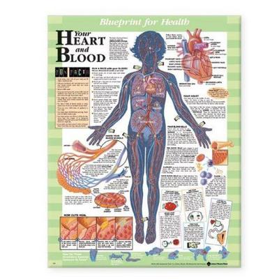 Blueprint for Health Your Heart and Blood Chart, Nonbook von , Wolters Kluwer Health, 978-1-58779-745-3
