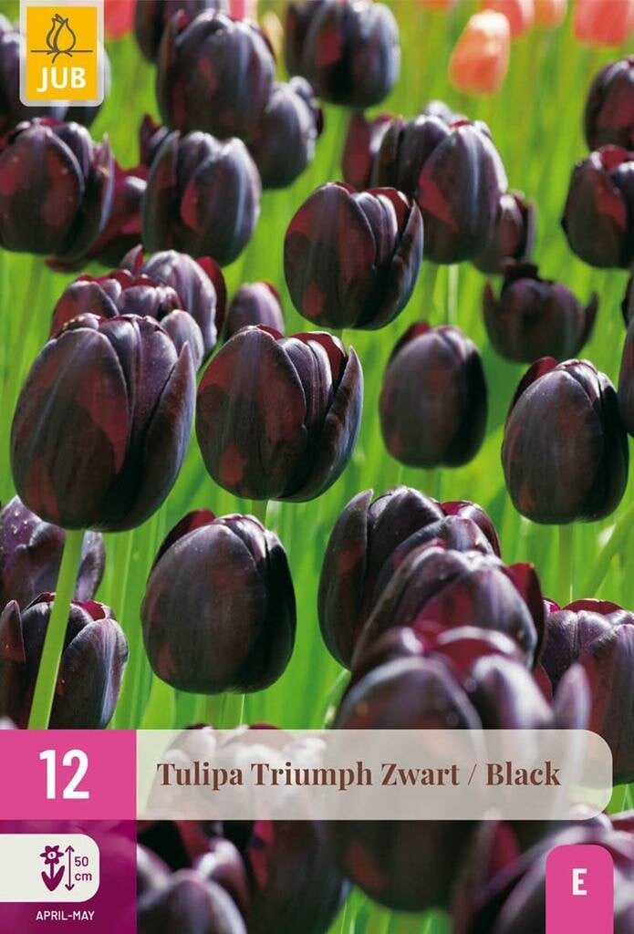 Jub Tulp Triumph Zwart 12 bollen