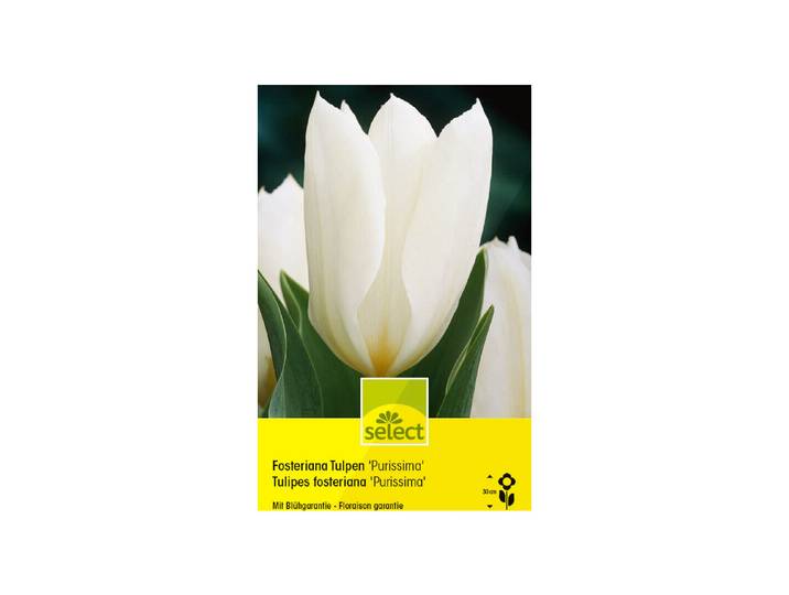 Select Wildtulpen Forsteriana Purissima ' 10 Stück'