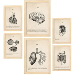 POSTER Set Mit 6 Organe Medizinische Illustrationen Im Vintage Stil Von Anatomie, Körperteilen, Knochen Und Muskeln A3 & A4 Rahmen Aus Hellem Holz