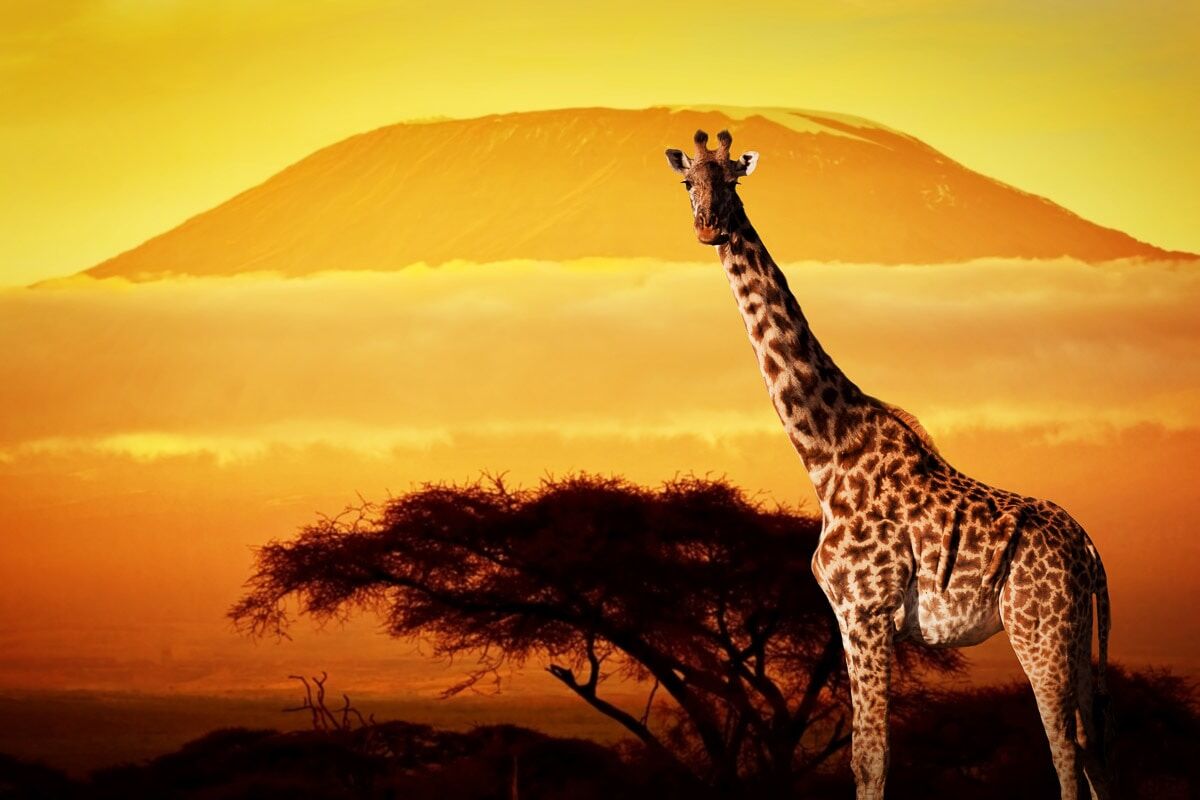 Papermoon "Giraffe von Kilimanjaro" bunt B/L: 5m x 2,8m, Bahnen: 10 Stk.