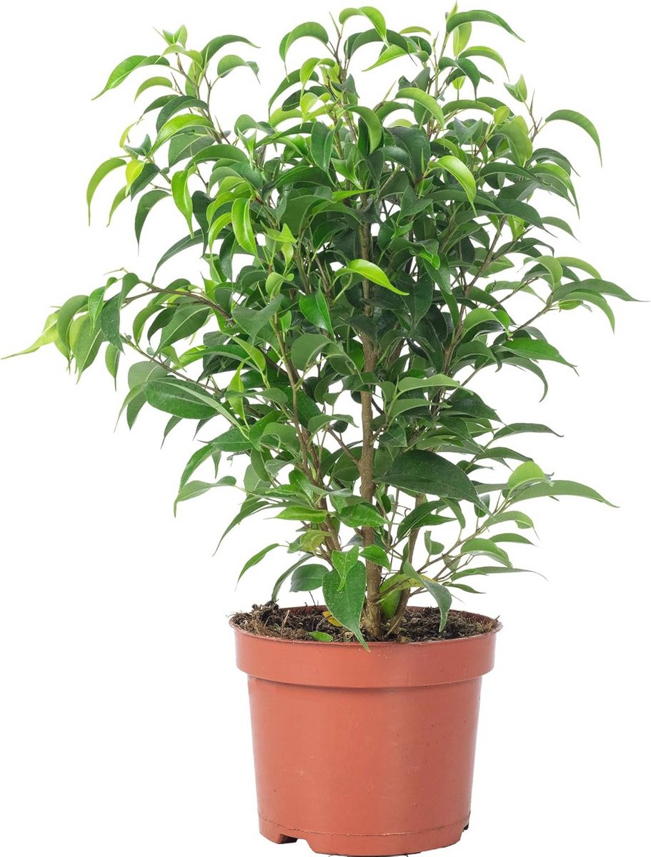 Groene kamerplant in pot voor volwassenen