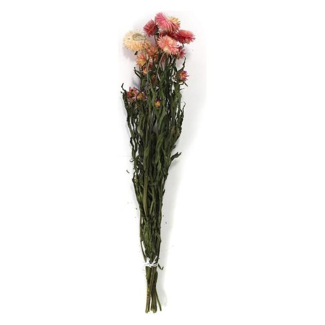 Artoz Trockenblumen Helichrysum Strohblume pink (18523768)