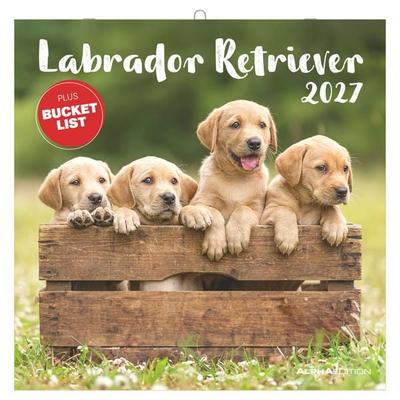 Labrador Retriever 2027