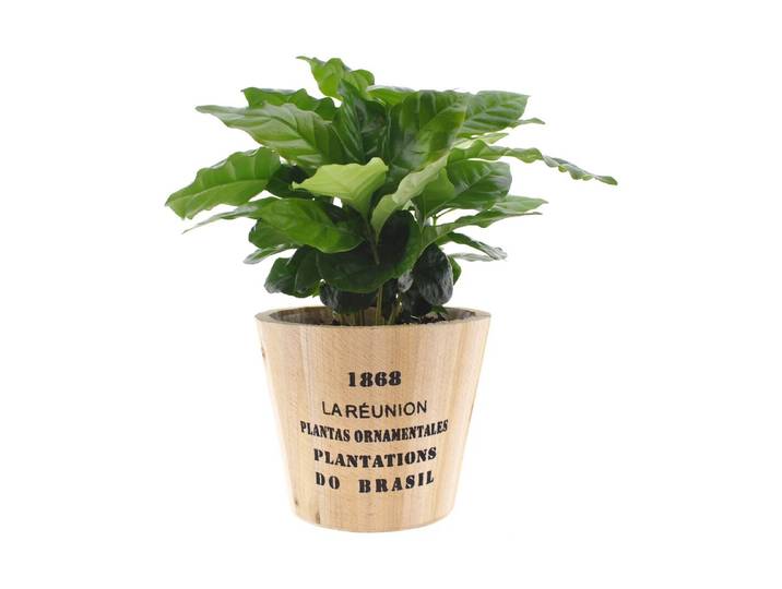 Coffea arabica im Cafe Topf Ø12