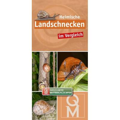 Heimische Landschnecken im Vergleich, Sonstige von , Quelle & Meyer, 978-3-494-01994-9