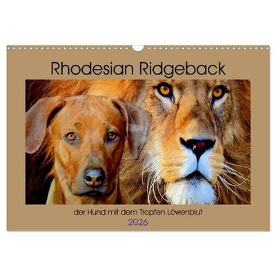 Rhodesian Ridgeback der Hund mit dem Tropfen Löwenblut (Wandkalender 2026 DIN A3 quer), CALVENDO Monatskalender