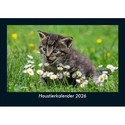 Haustierkalender 2026 Fotokalender DIN A5