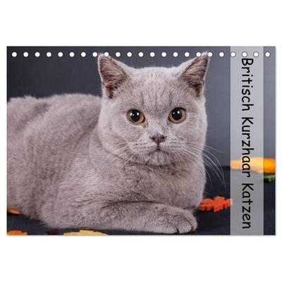 Britisch Kurzhaar Katzen (Tischkalender 2027 DIN A5 quer), CALVENDO Monatskalender