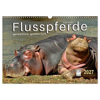 Flusspferde - gemütlich gefährlich (Wandkalender 2027 DIN A3 quer), CALVENDO Monatskalender
