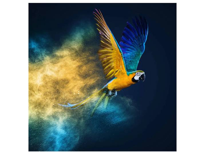 Digitaldruck auf Glas Fliegender Papagei image LAND