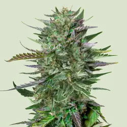 Royal Queen Seeds Do-si-dos 1 Samen - 1