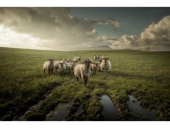 Fototapete PAPERMOON Photo-Art DAVID AHERN, SCHAF , bunt, B:4m L:2,6m, Vlies, Tapeten, Fototapete