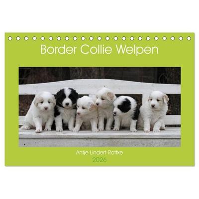 Border Collie Welpen (Tischkalender 2026 DIN A5 quer), CALVENDO Monatskalender