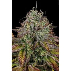 Paradise Seeds Apricot Candy 5 Samen - 5