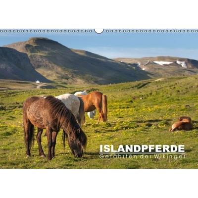 Islandpferde: Gefährten der Wikinger (Wandkalender immerwährend DIN A3 quer)