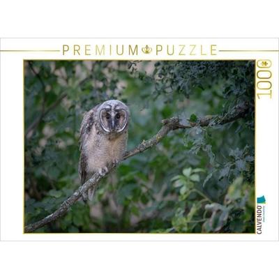 CALVENDO Puzzle Waldohreule, Ästling | 1000 Teile Lege-Größe 64x48cm Foto-Puzzle für glückliche Stunden