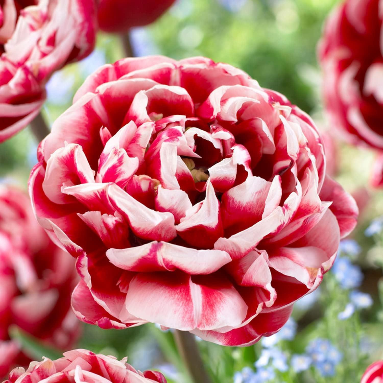 Dutch Bulbs Exclusive 20 stuks Dubbele rode en witte Passion tulpenbollen voor tuin en potten