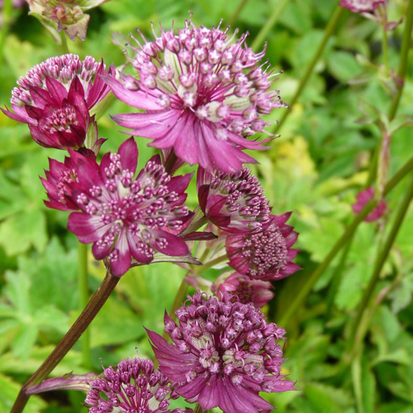 6 x Astrantia major Lars Sterrenbloem in pot van 9x9 cm