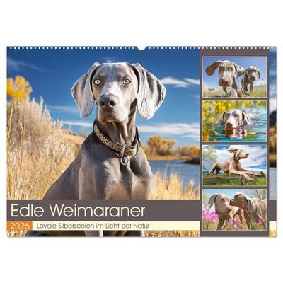 Edle Weimaraner. Loyale Silberseelen im Licht der Natur (Wandkalender 2026 DIN A2 quer), CALVENDO Monatskalender