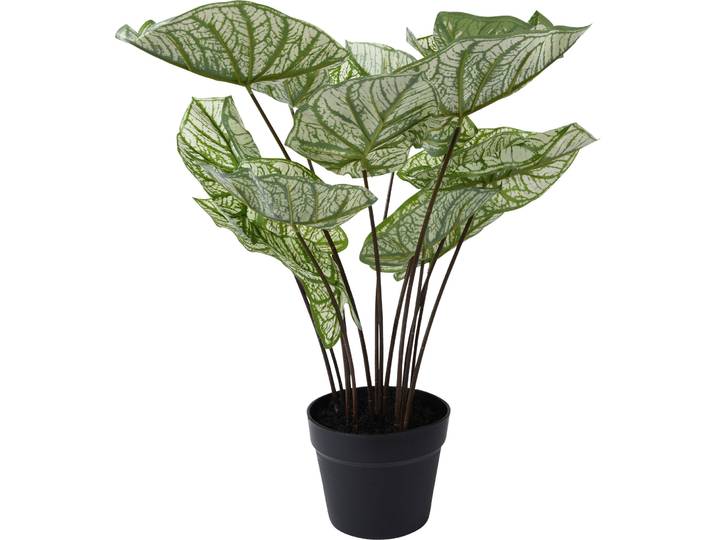 Kunstpflanze Caladium H50xD50cm grün - Material: Kunststoff - Kunstpflanze