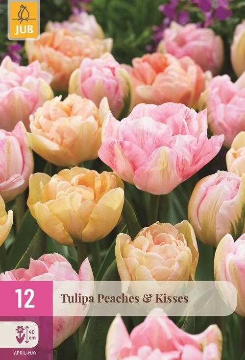 Jub Tulpen Peaches & Kisses 12 bollen