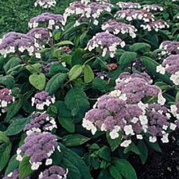 Arborix Hortensia Hydrangea aspera Macrophylla in pot 40-60 cm