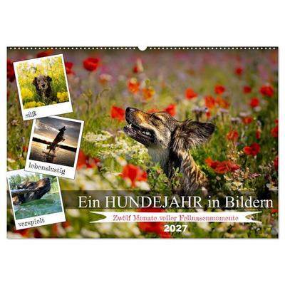 Ein Hundejahr in Bildern (Wandkalender 2027 DIN A2 quer), CALVENDO Monatskalender