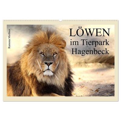 Löwen im Tierpark Hagenbeck (Wandkalender 2027 DIN A2 quer), CALVENDO Monatskalender
