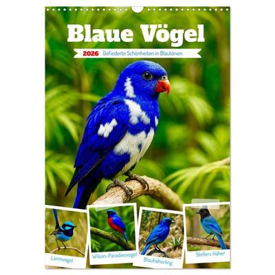 Blaue Vögel (Wandkalender 2026 DIN A3 hoch), CALVENDO Monatskalender