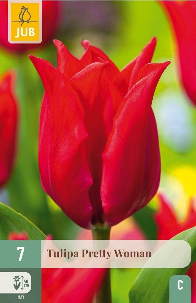 Jub Tulp Pretty Woman 7 bollen