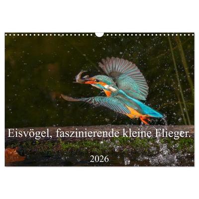 Eisvögel, faszinierende kleine Flieger. (Wandkalender 2026 DIN A3 quer), CALVENDO Monatskalender