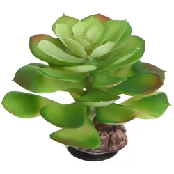 Hobby Terra Succulent 4 - Höhe 17cm