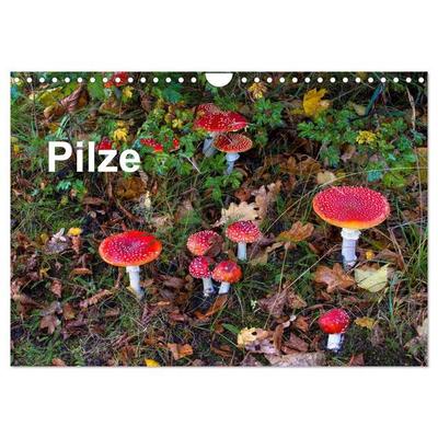 Pilze (Wandkalender 2026 DIN A4 quer), CALVENDO Monatskalender