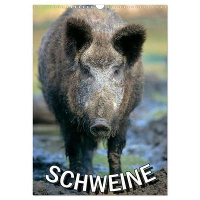 Schweine 2027 (Wandkalender 2027 DIN A3 hoch), CALVENDO Monatskalender