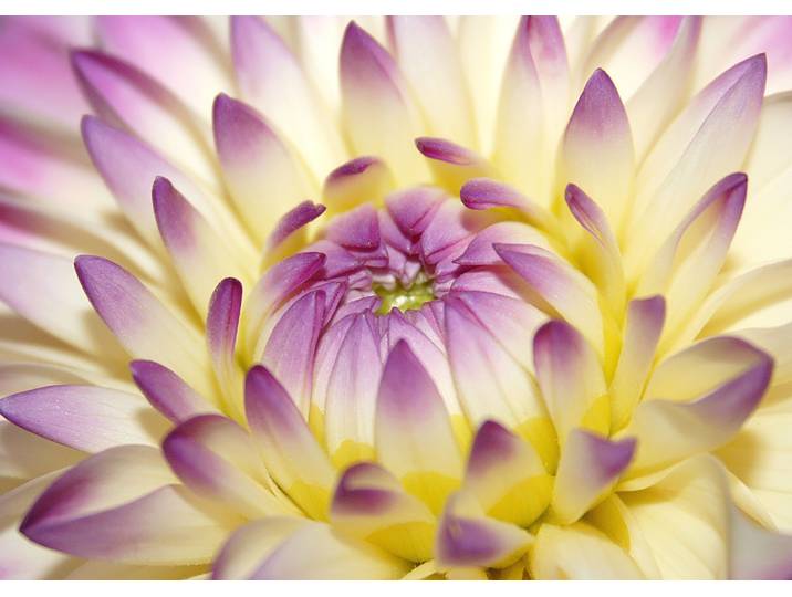 Fototapete PAPERMOON Macro Pink Flower , bunt, B:3,5m L:2,6m, Vlies, Tapeten, Fototapete