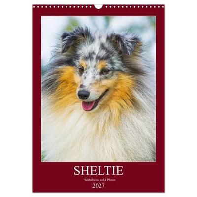 Sheltie - Wirbelwind auf 4 Pfoten (Wandkalender 2027 DIN A3 hoch), CALVENDO Monatskalender