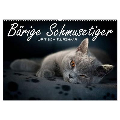 Bärige Schmusetiger - Britisch Kurzhaar (Wandkalender 2026 DIN A2 quer), CALVENDO Monatskalender