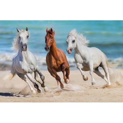 Fototapete PAPERMOON "Horse Herd Run Gallop", bunt, B:2,5m L:1,86m, Vlies, Tapeten