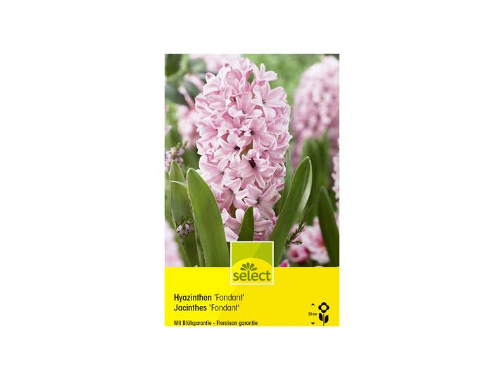 Select Blumenzwiebel Hyazinthen Fondant ''