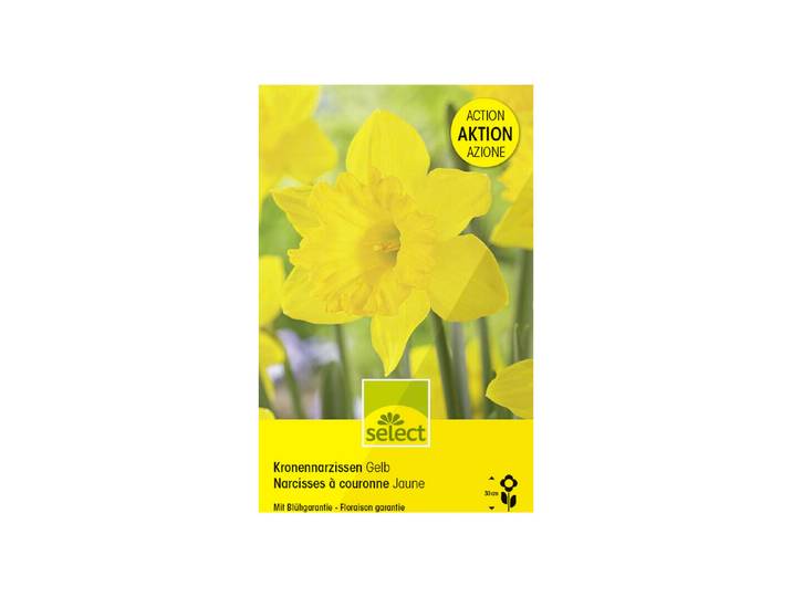Select Blumenzwiebel Kronen-Narzissen Gelb 40 Stück
