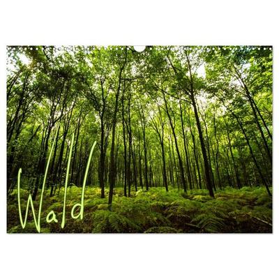 Wald (Wandkalender 2026 DIN A3 quer), CALVENDO Monatskalender